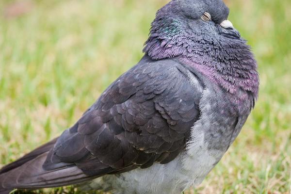 鸽子的睡觉方式,通常是单腿站立或趴着睡