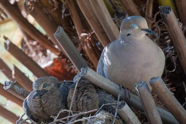 鸽子的睡觉方式,通常是单腿站立或趴着睡