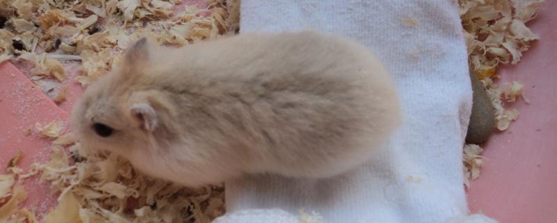 仓鼠一天要吃多少东西