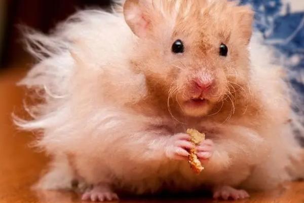 仓鼠一天要吃多少东西,季节不同饮食情况也不同