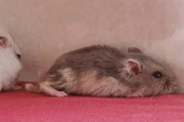 仓鼠一天要吃多少东西,季节不同饮食情况也不同