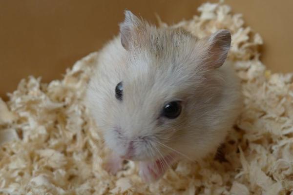 仓鼠一天要吃多少东西,季节不同饮食情况也不同