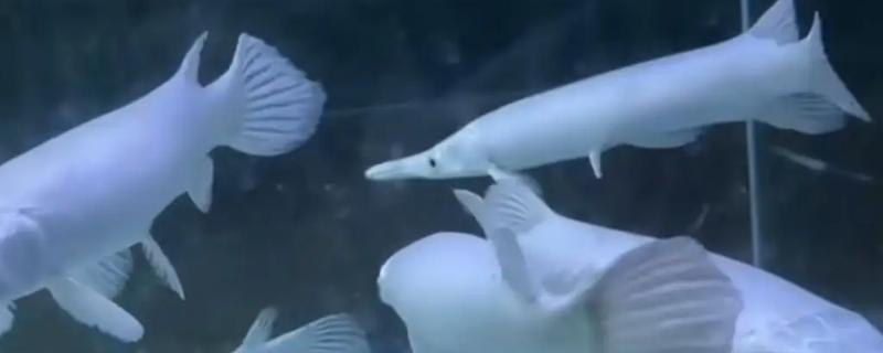 幽灵火箭鱼好不好养