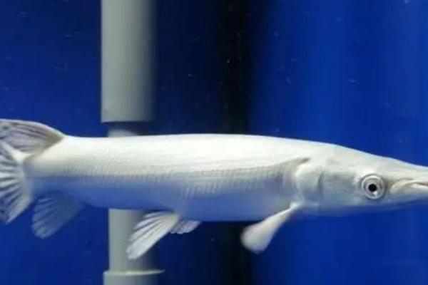 幽灵火箭鱼好不好养,饲养难度不大、但需要充足的生活空间