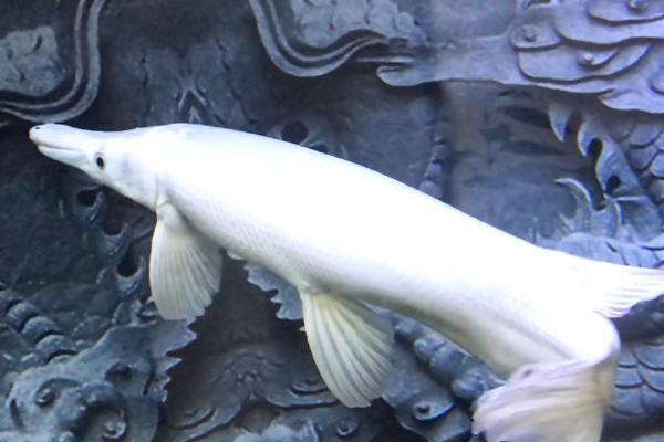 幽灵火箭鱼好不好养,饲养难度不大、但需要充足的生活空间