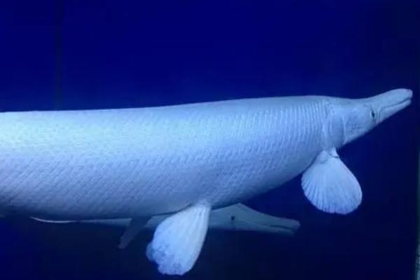 幽灵火箭鱼好不好养,饲养难度不大、但需要充足的生活空间