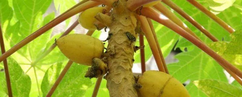 妈咪果属于喜阳还是喜阴植物