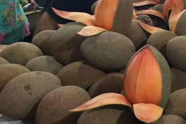 妈咪果属于喜阳还是喜阴植物,属于喜阳作物、对光照和热量具有较高要求