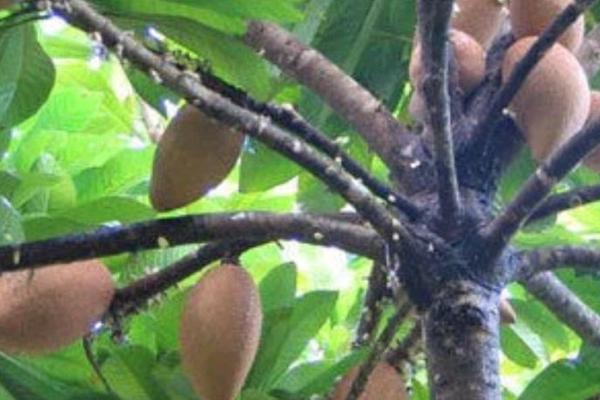 妈咪果属于喜阳还是喜阴植物,属于喜阳作物、对光照和热量具有较高要求