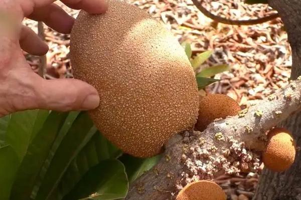 妈咪果属于喜阳还是喜阴植物,属于喜阳作物、对光照和热量具有较高要求