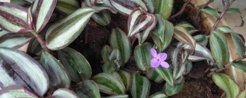 吊竹梅的开花时间