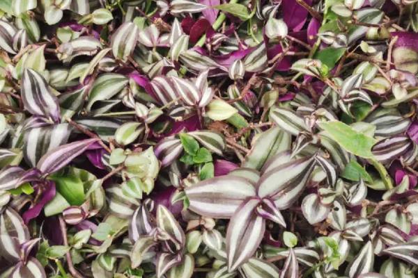 吊竹梅的开花时间,一般为7-8月份