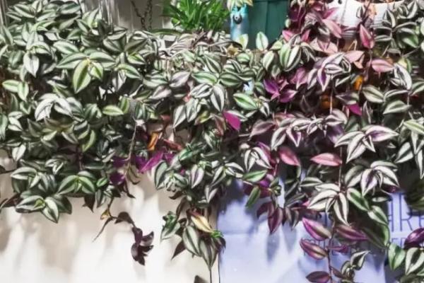 吊竹梅的开花时间,一般为7-8月份