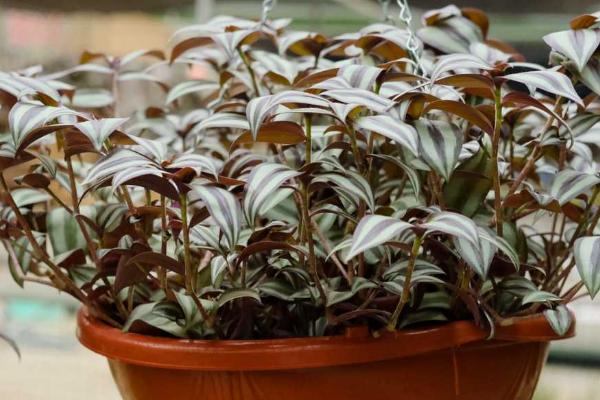 吊竹梅的开花时间,一般为7-8月份