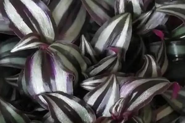 吊竹梅的开花时间,一般为7-8月份