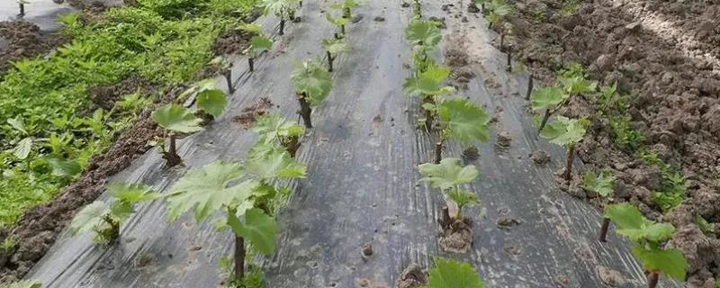 夏天葡萄怎么扦插