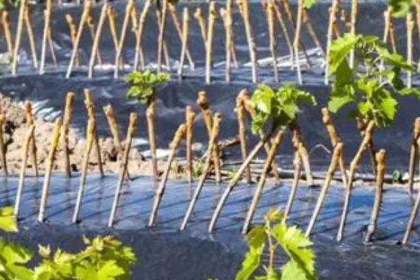 夏天葡萄怎么扦插,将插穗斜剪成马耳形、再插入苗床中即可