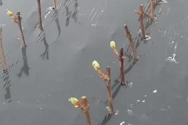 夏天葡萄怎么扦插,将插穗斜剪成马耳形、再插入苗床中即可