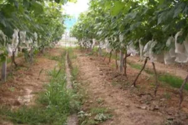 夏天葡萄怎么扦插,将插穗斜剪成马耳形、再插入苗床中即可