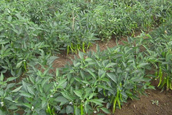 尖椒高产技术,首先要保证温度适宜