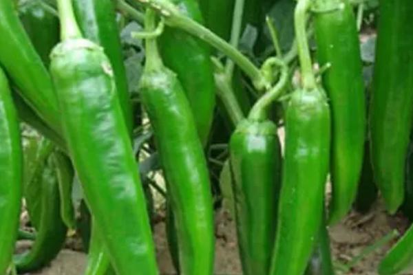 尖椒高产技术,首先要保证温度适宜