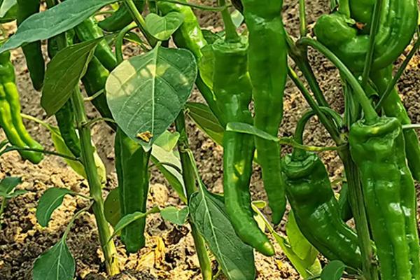 尖椒高产技术,首先要保证温度适宜