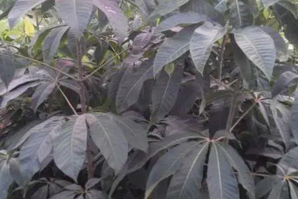 什么是七叶树,属于七叶树科、七叶树属落叶乔木