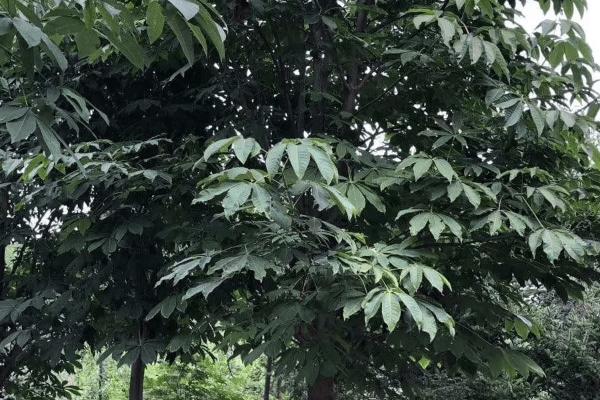 什么是七叶树,属于七叶树科、七叶树属落叶乔木