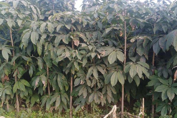 什么是七叶树,属于七叶树科、七叶树属落叶乔木