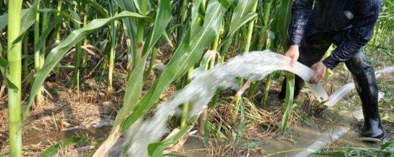 玉米地持续干旱如何处理
