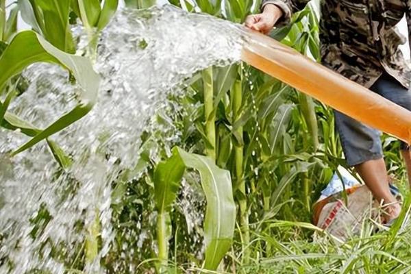 玉米地持续干旱如何处理,可对根部进行人工喷水、并辅助授粉