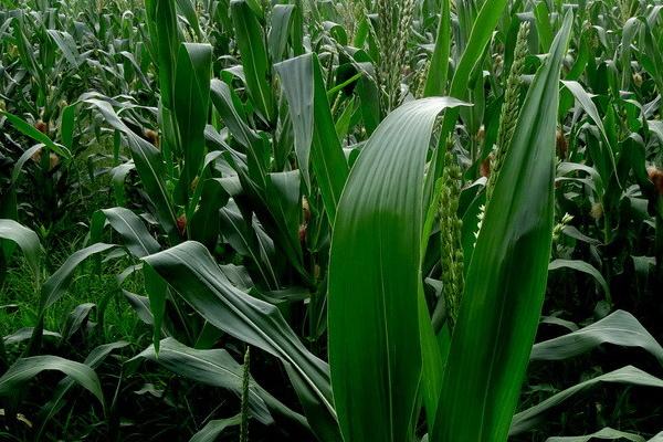 玉米地持续干旱如何处理,可对根部进行人工喷水、并辅助授粉