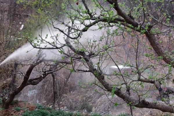 果园金龟子如何预防,必要时需进行土壤处理