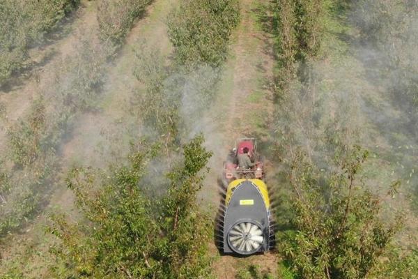 果园金龟子如何预防,必要时需进行土壤处理