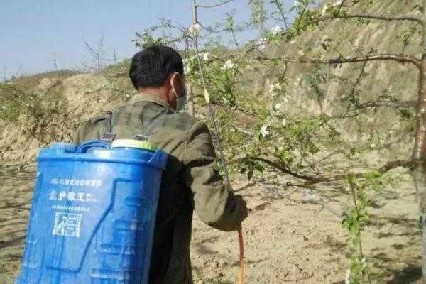 果园金龟子如何预防,必要时需进行土壤处理