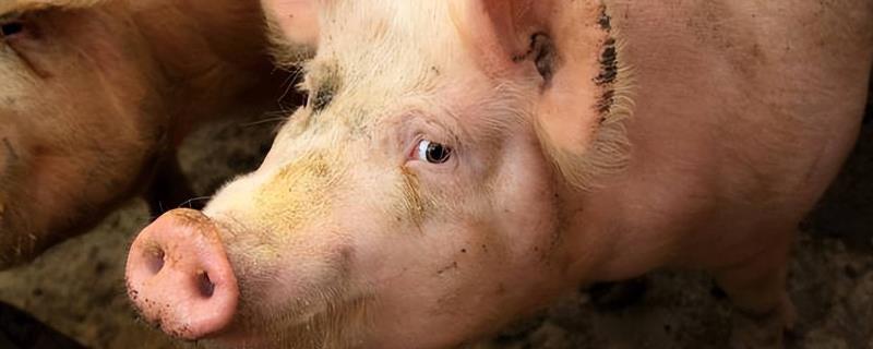 消除母猪泪斑用什么药