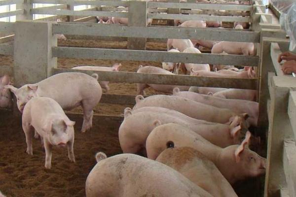 消除母猪泪斑用什么药,龙胆泻肝散配合阿莫西林效果好