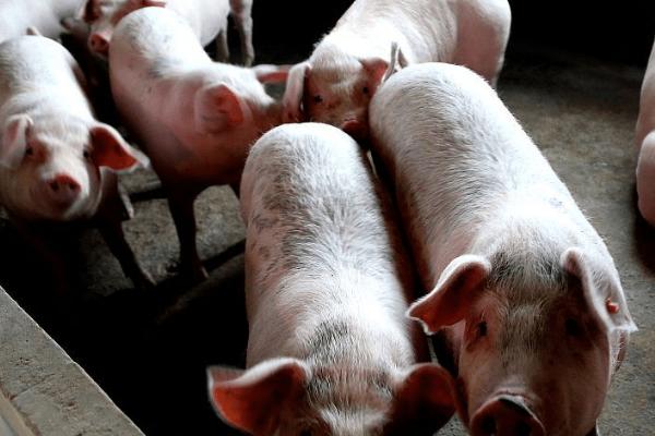 消除母猪泪斑用什么药,龙胆泻肝散配合阿莫西林效果好