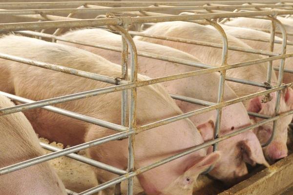 消除母猪泪斑用什么药,龙胆泻肝散配合阿莫西林效果好