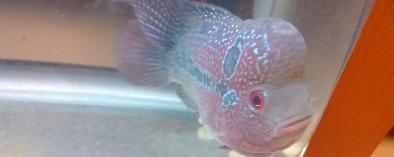 罗汉鱼白点病防治方法