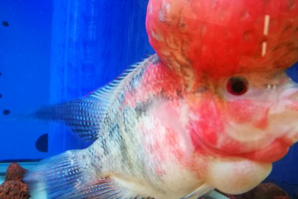 罗汉鱼白点病防治方法,首先要提高水温