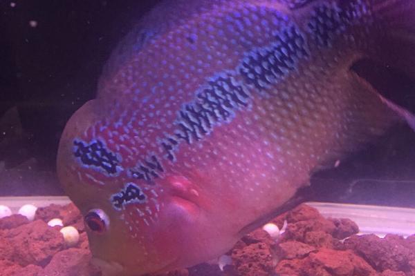 罗汉鱼白点病防治方法,首先要提高水温