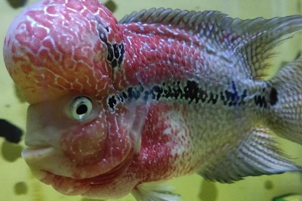 罗汉鱼白点病防治方法,首先要提高水温