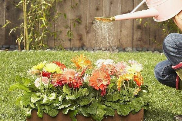 茶叶水可以浇花吗,发酵后浇花效果好