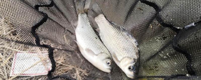 冬钓鲫鱼要钓多深