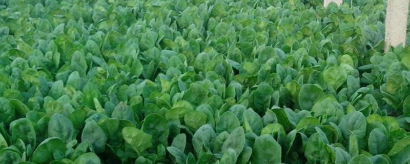 菠菜几月份成熟
