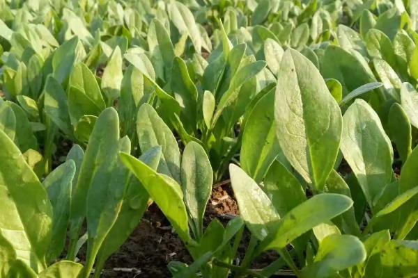 菠菜几月份成熟,不同季节种植的菠菜成熟的时间不同