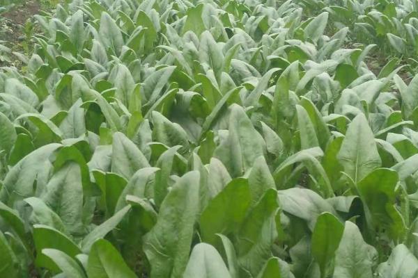 菠菜几月份成熟,不同季节种植的菠菜成熟的时间不同