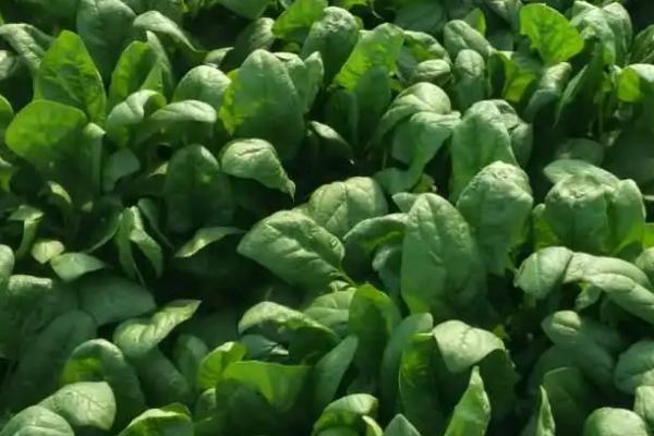 菠菜几月份成熟,不同季节种植的菠菜成熟的时间不同
