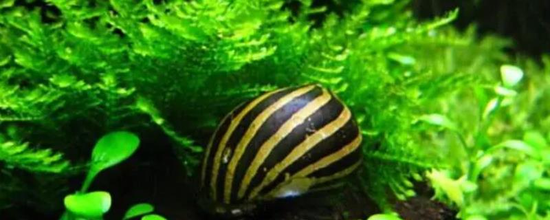 斑马螺为什么养不活
